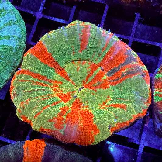 Einzigartige Bleeding Orange Scolymia (Sehr selten)