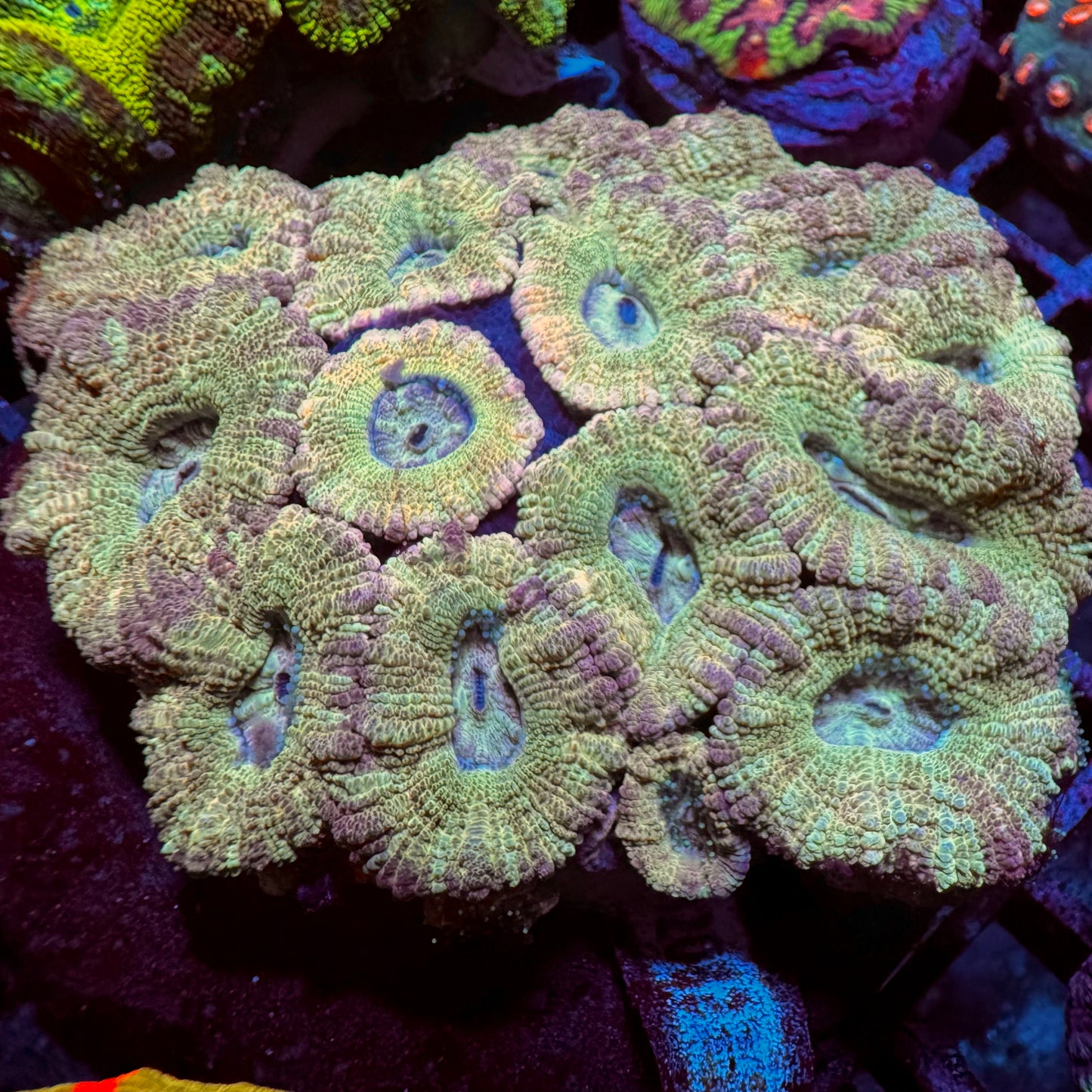 Gosty Deep Water Acantastrea
