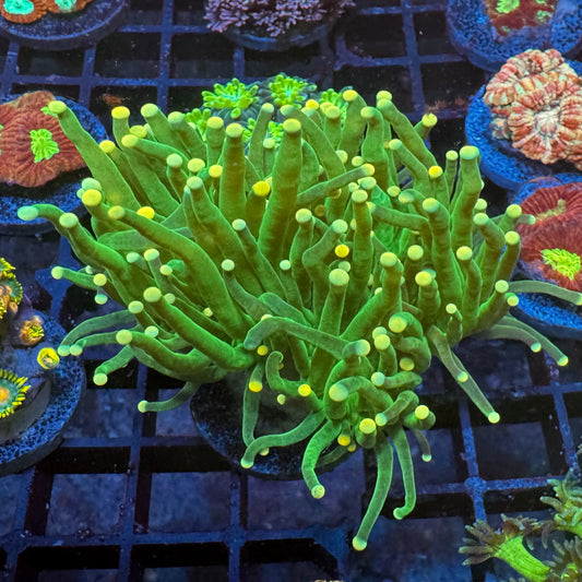 Rasta Torch Euphyllia
