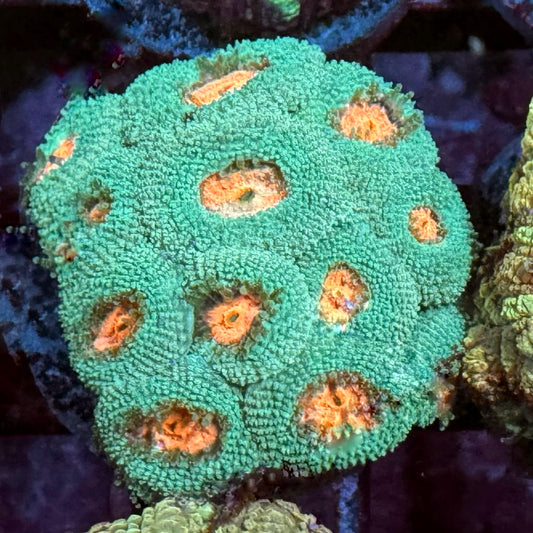 Cys Pink Eye Micromussa