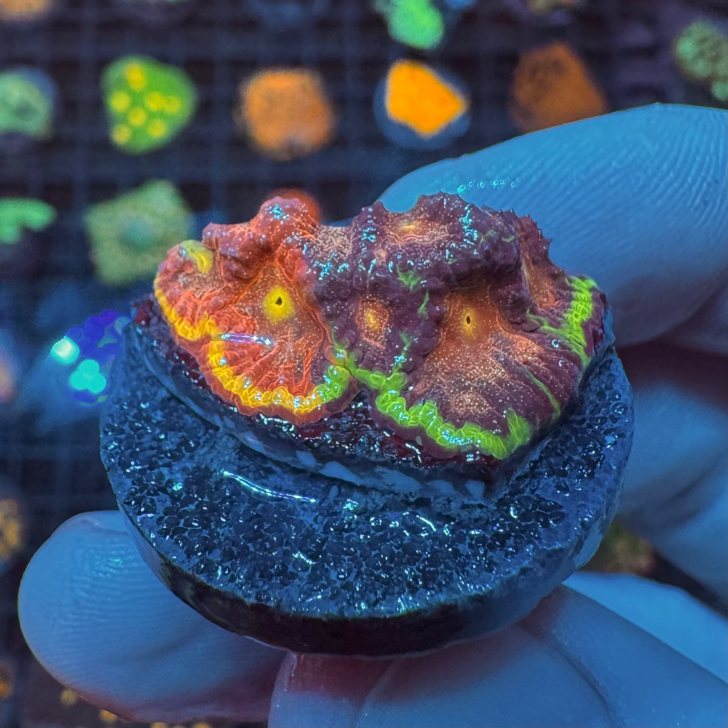 XL Grafted Inferno Favia