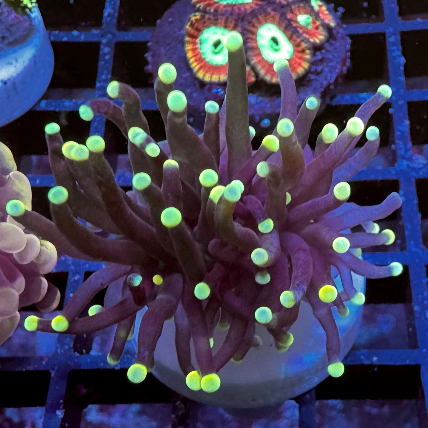 Black Torch Euphyllia