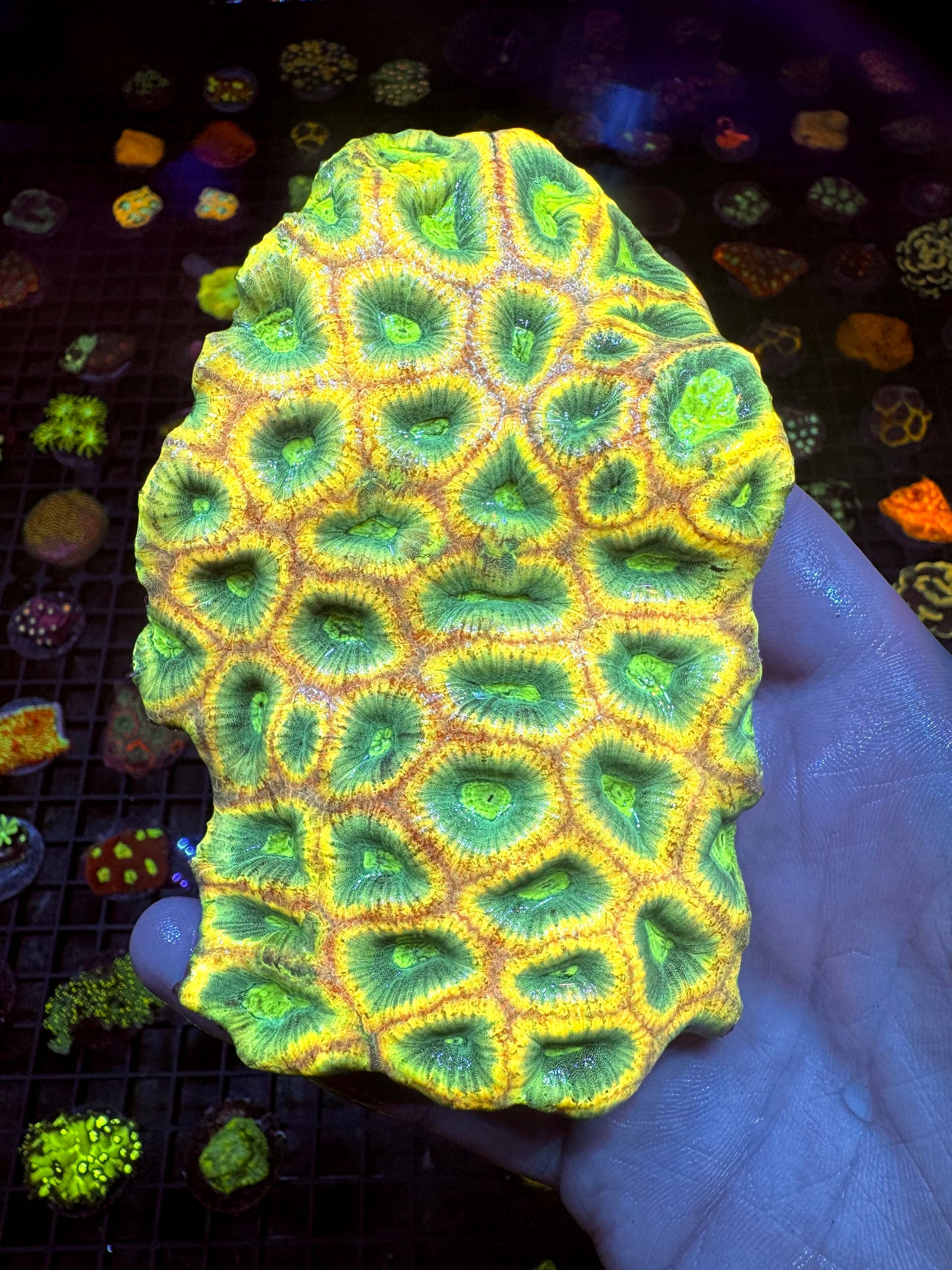 Kaleidoskop Favia