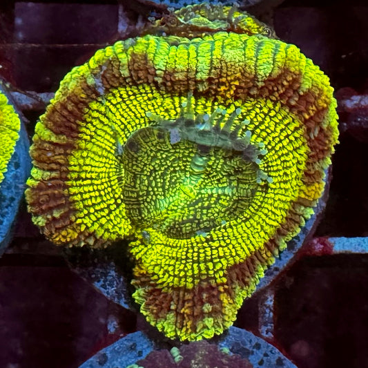Eclipse Halo Acan