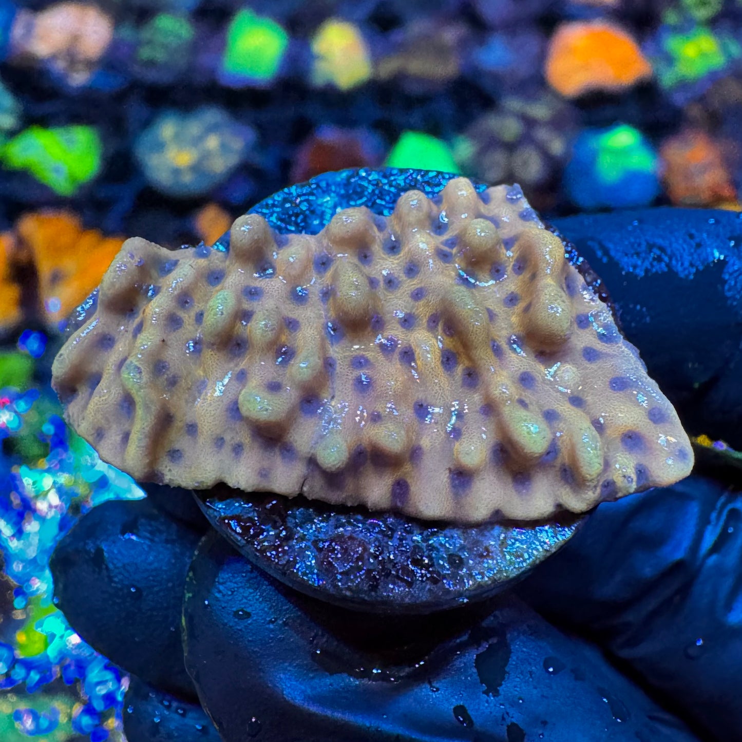 Crazyt Montipora