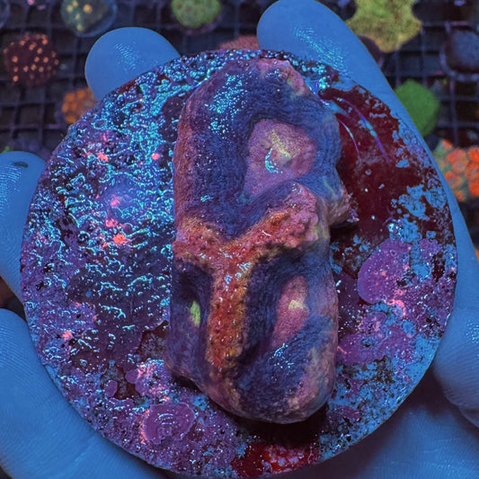 Holy Grail Bowerbanki