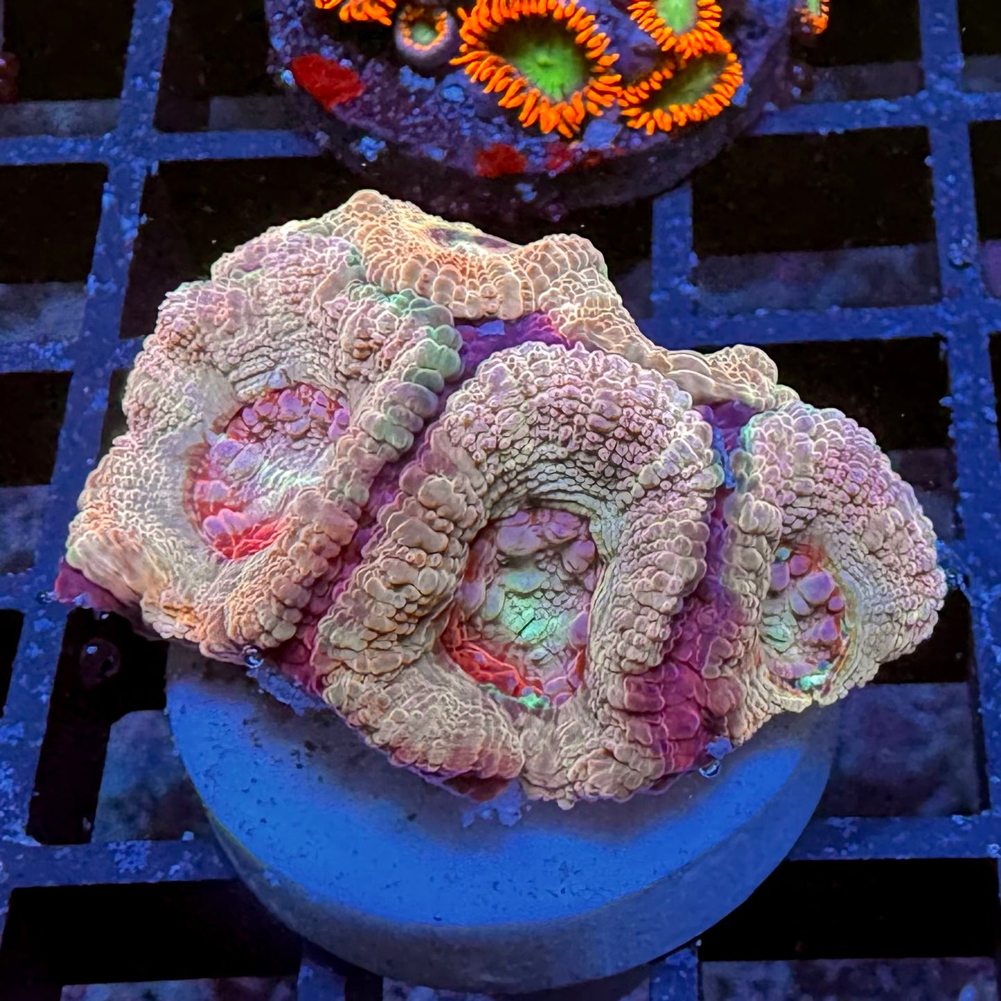Rosa Acan