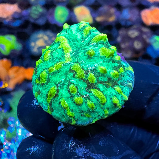 JF Lime light Hydnopora