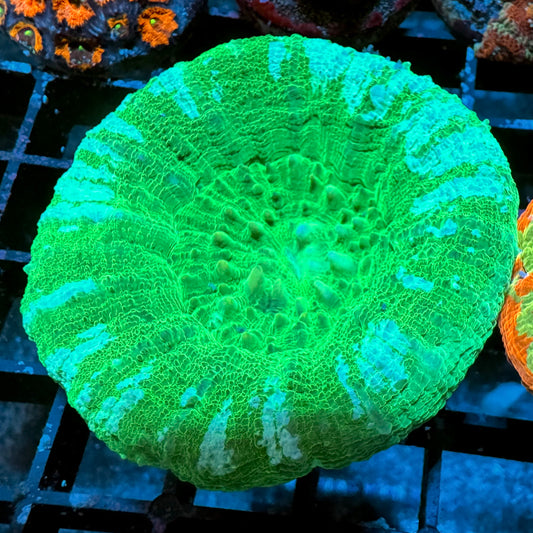 Frosted Apple Scolymia