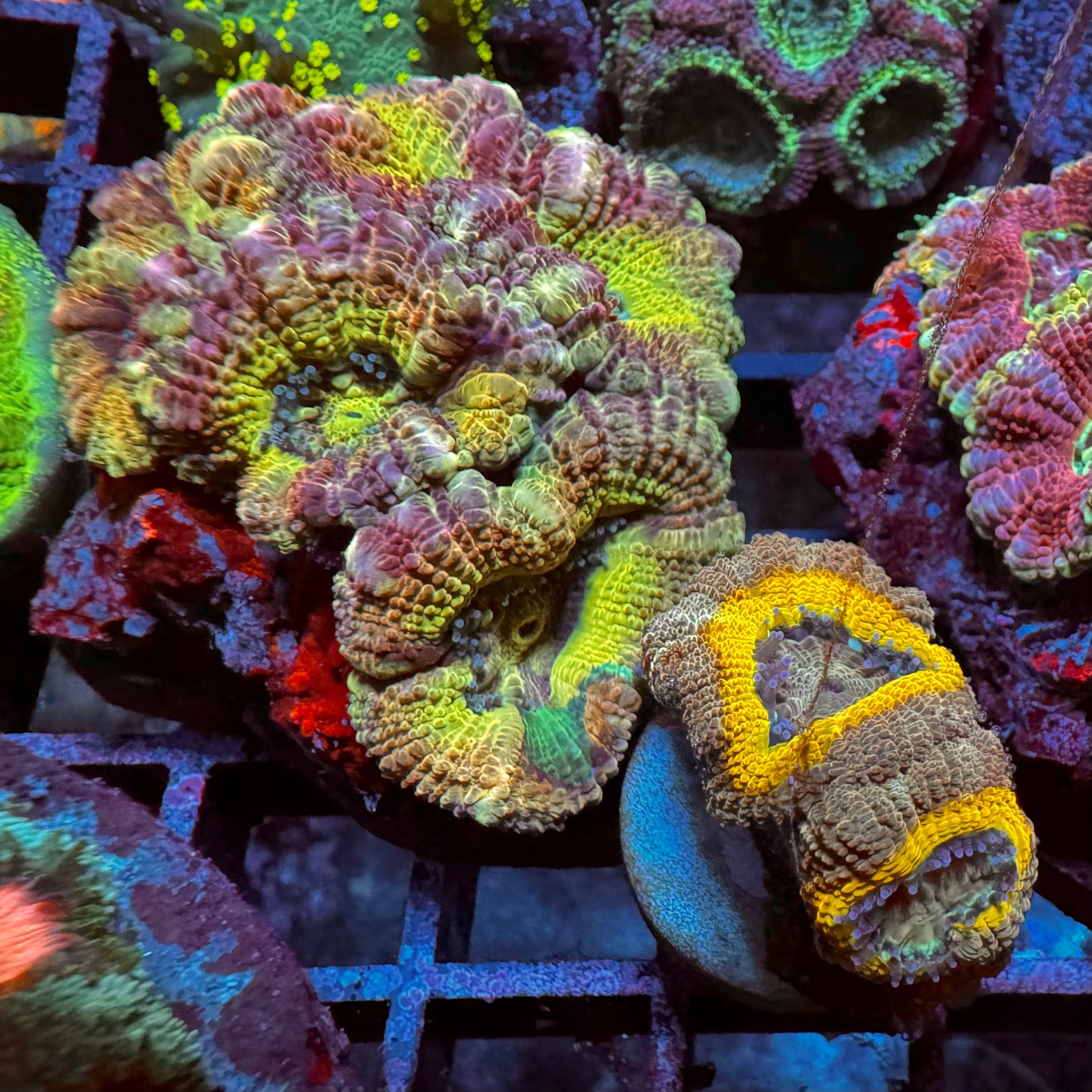 Golden Curler Master Acan