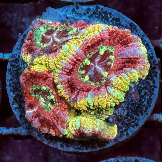 Chakalake Acan