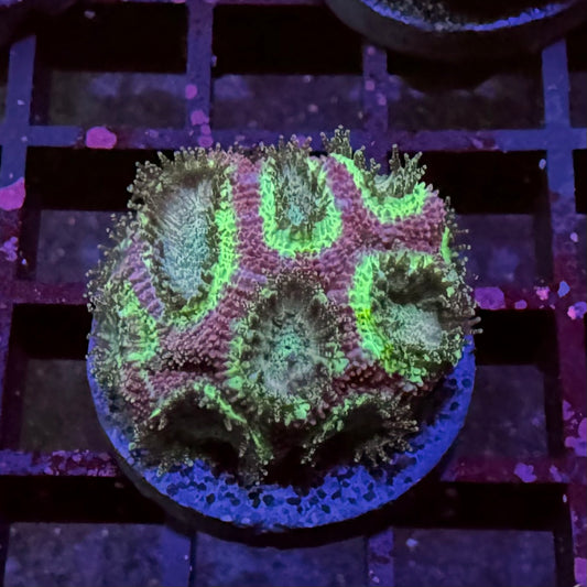 Ufo Micromussa