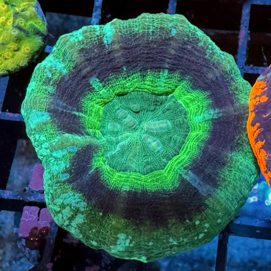 UFO Scolymia