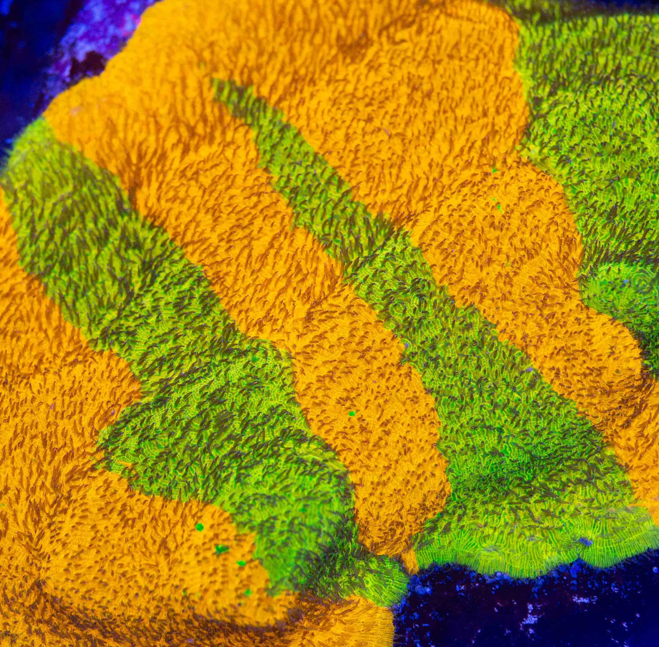 TSA Neon Yellow Lytophylon