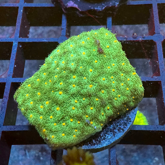 WWC Harvest Moon Psamocorra