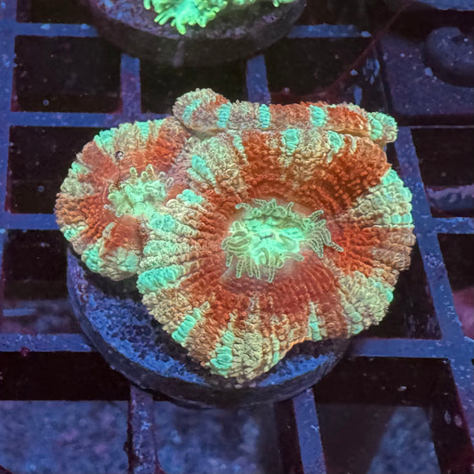 Killer Acan