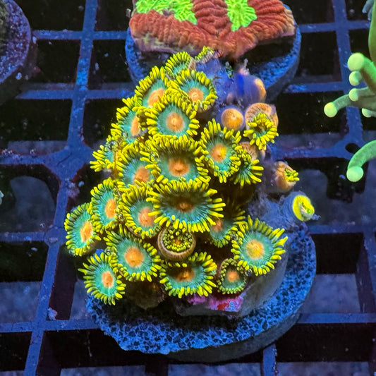 Zia Mix Ableger