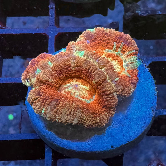 Inferno Acan