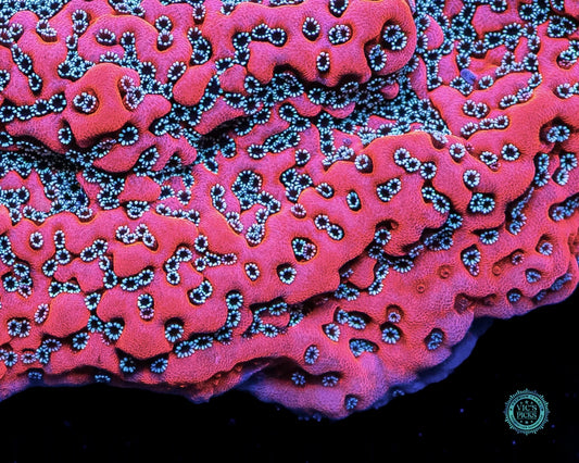 Dragon Fruit Montipora
