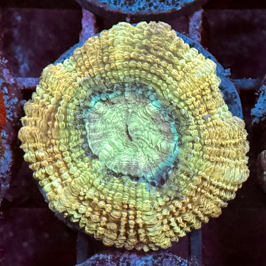 Gosty Deep Water Acantastrea