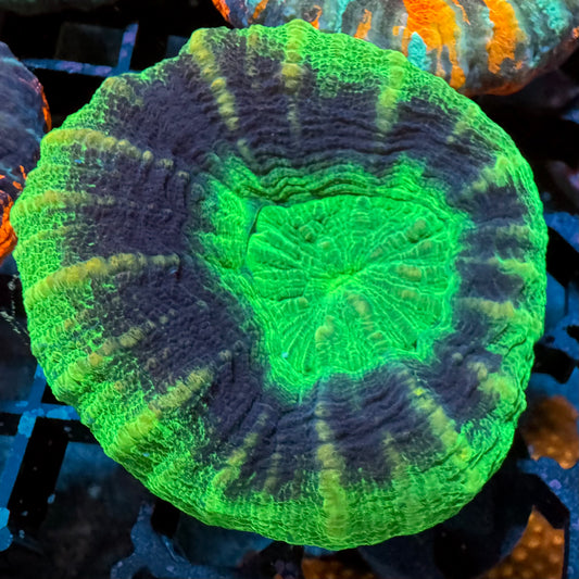 UFO Scolymia
