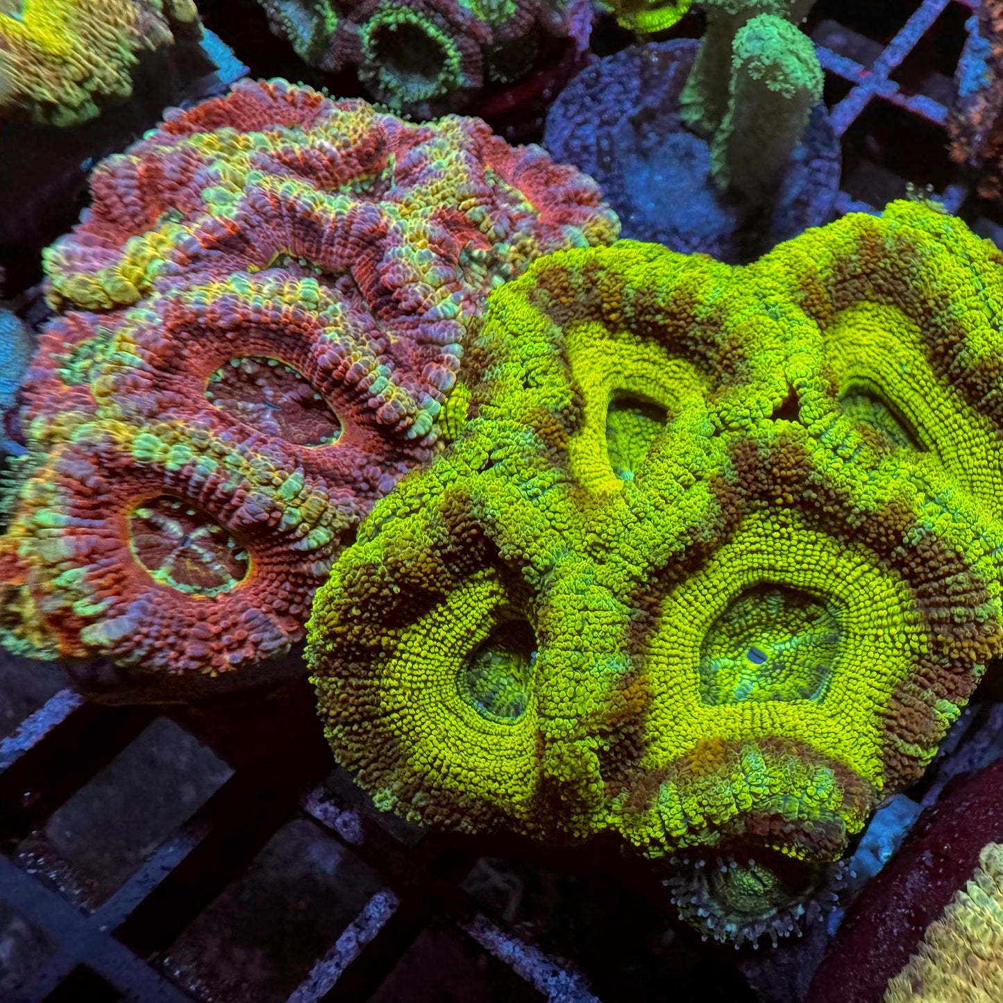 Chakalake Acan