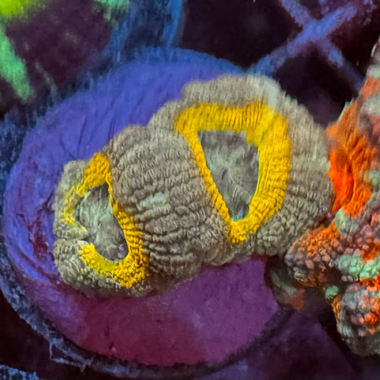 Golden Curler Master Acan