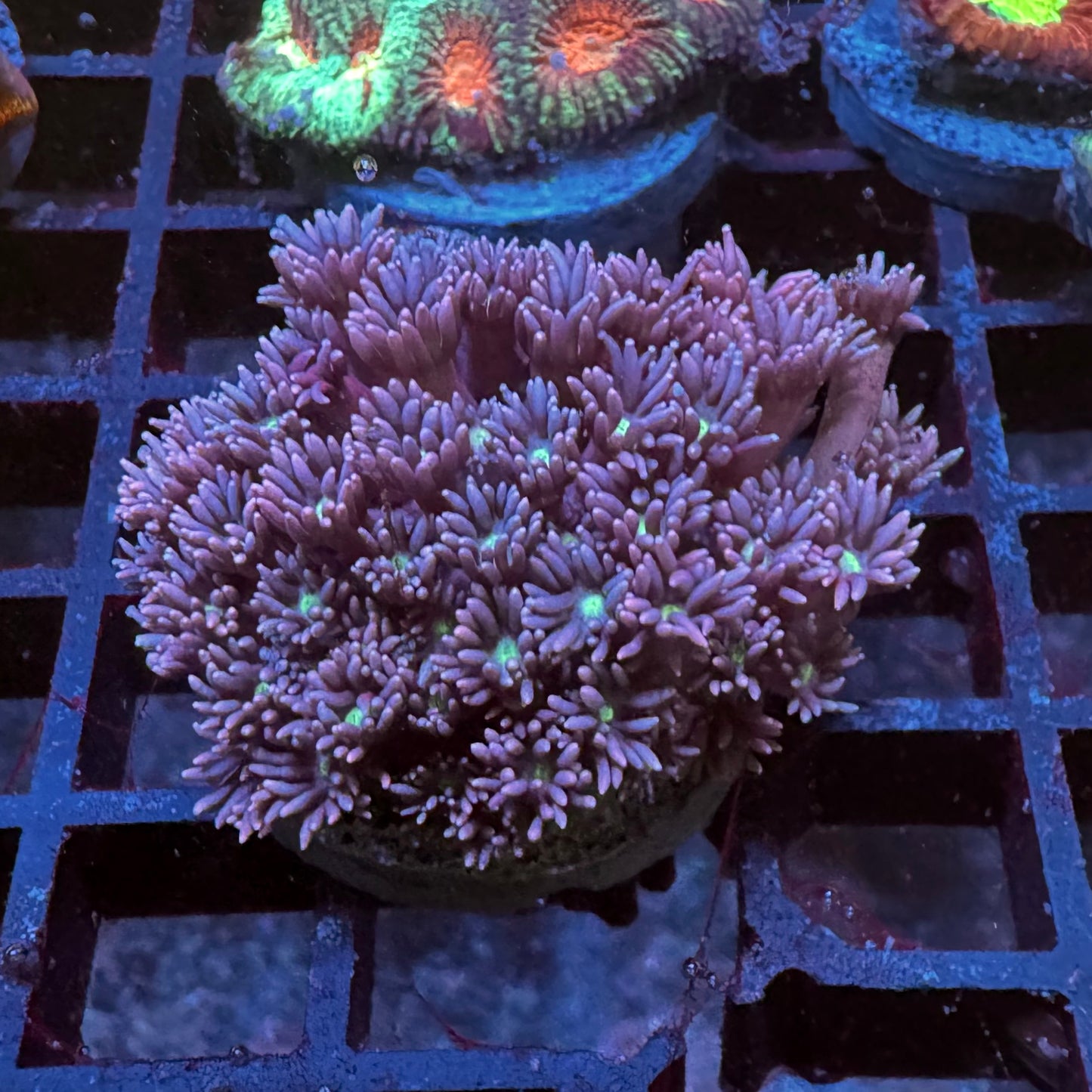 Pinky Pie Goniopora
