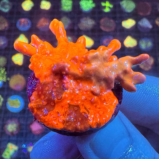 Grafted Setosa Montipora (drei Farben)