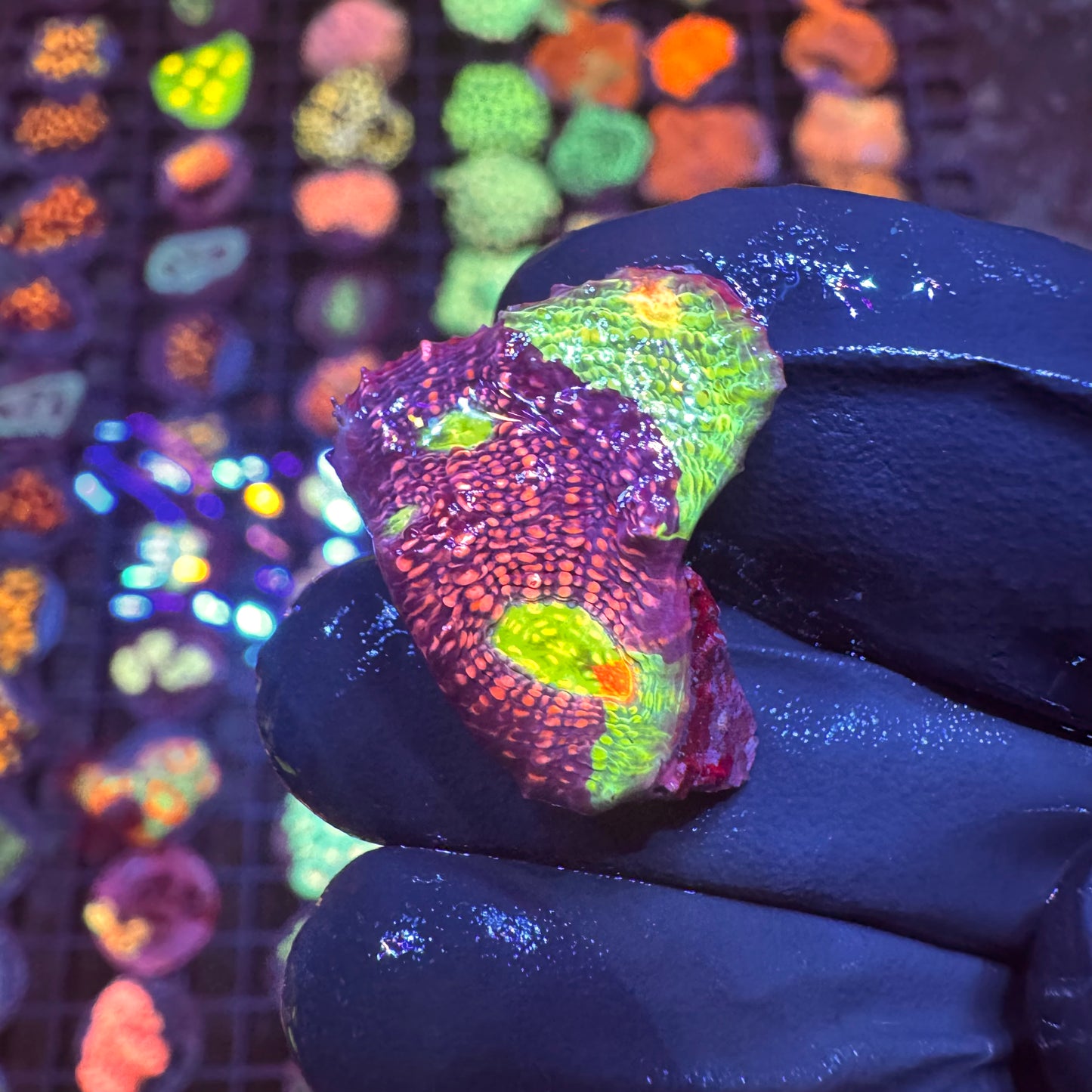 DRC Meltdown Chalice