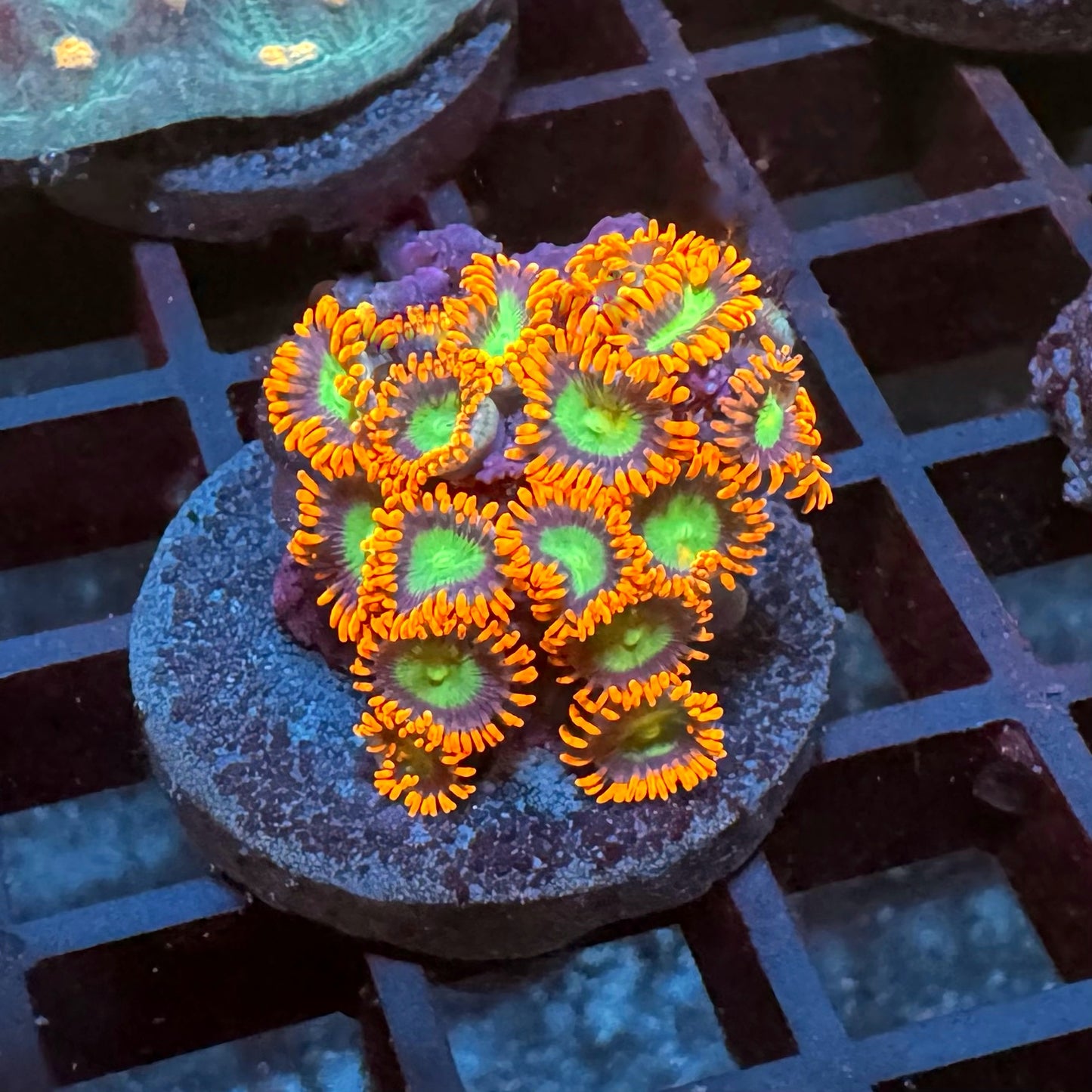 Goblin Fire Zoa