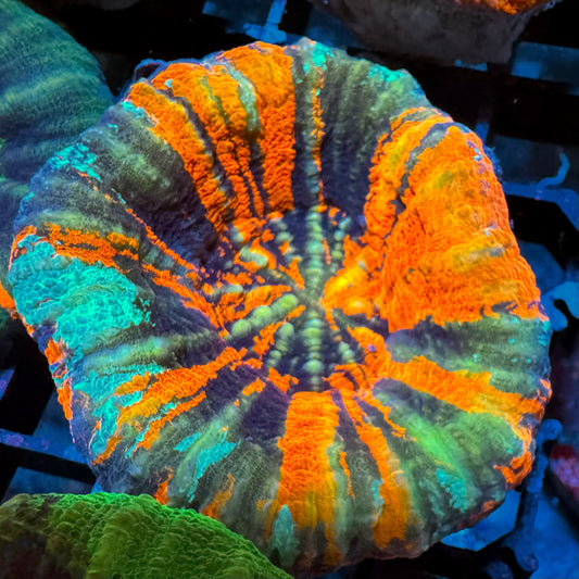 Pastel Rainbow Scolymia