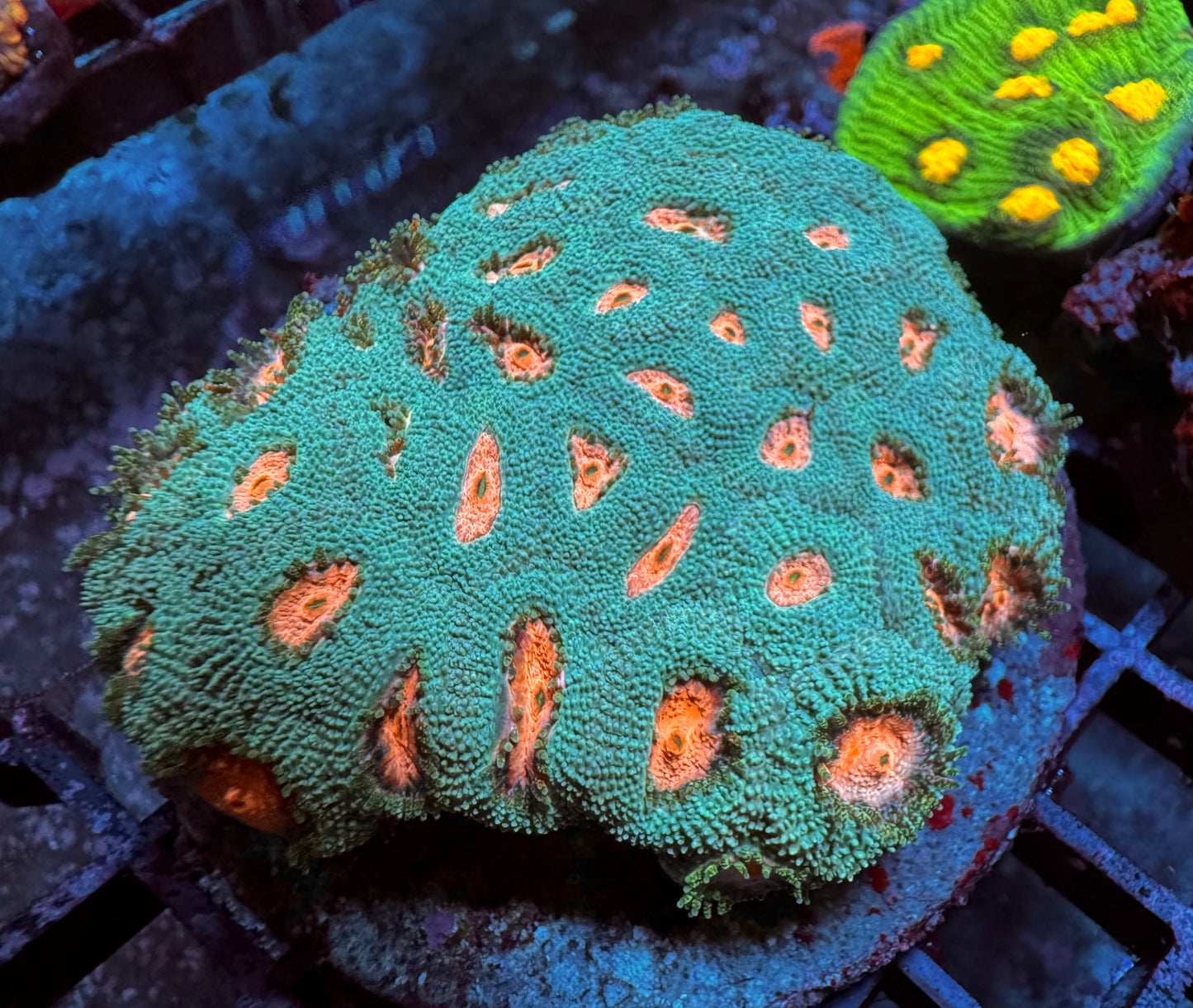 Cys Pink Eye Micromussa