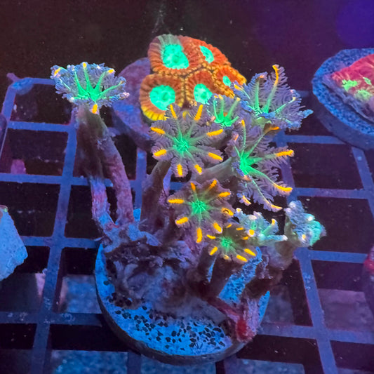Calvularia Tricolor
