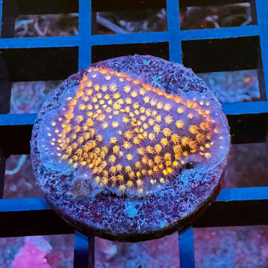 TSA Electifier Stylocoienella (First Frag)