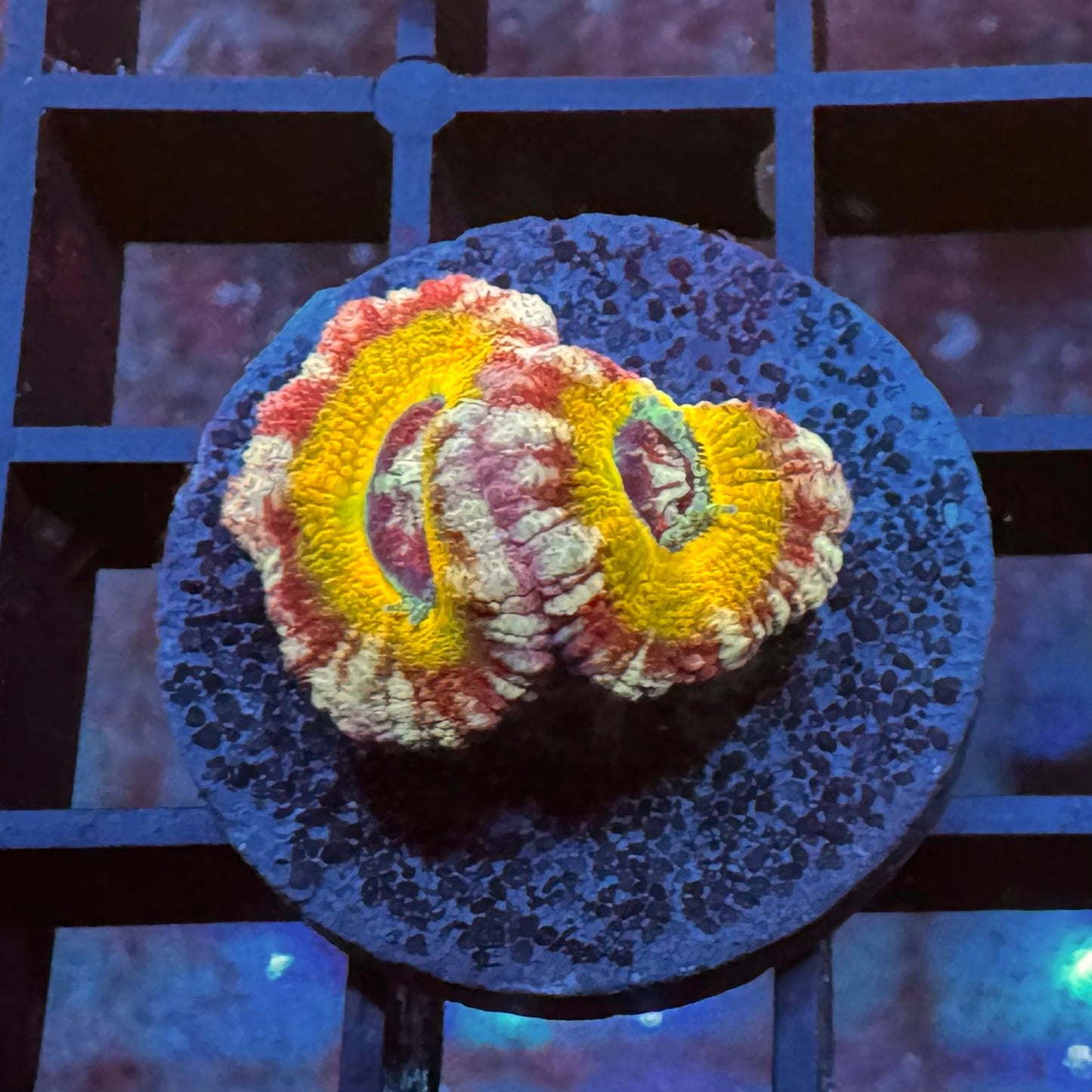 Golden Master Acan