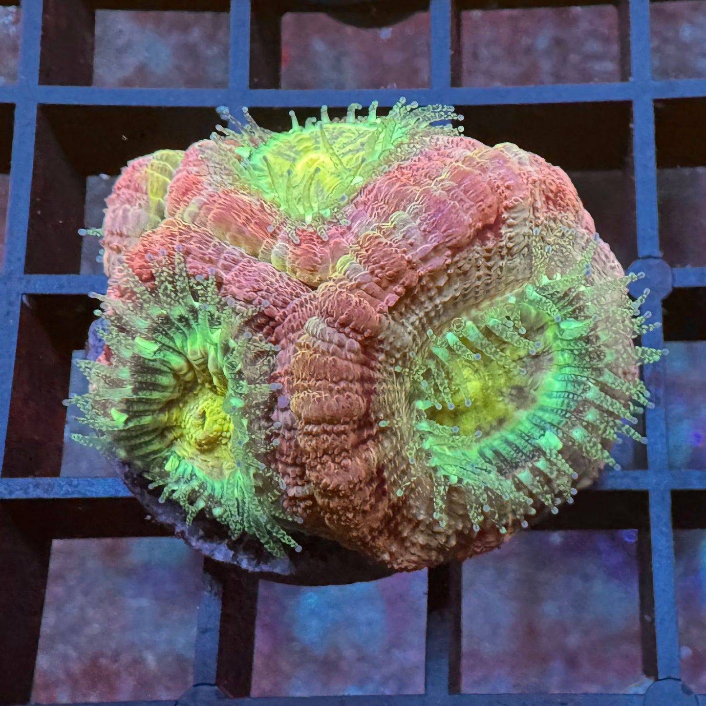 Supernova Acan