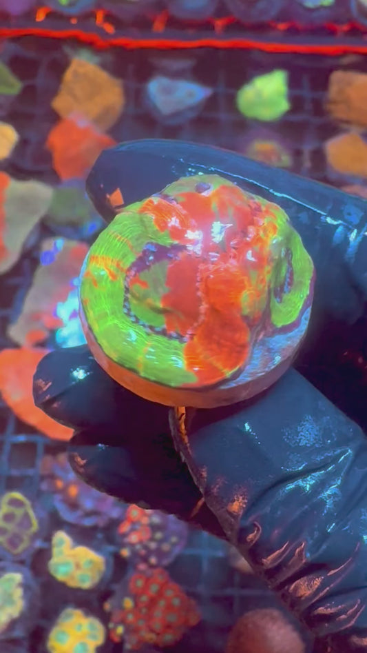 Bleeding Apple Bowerbanki