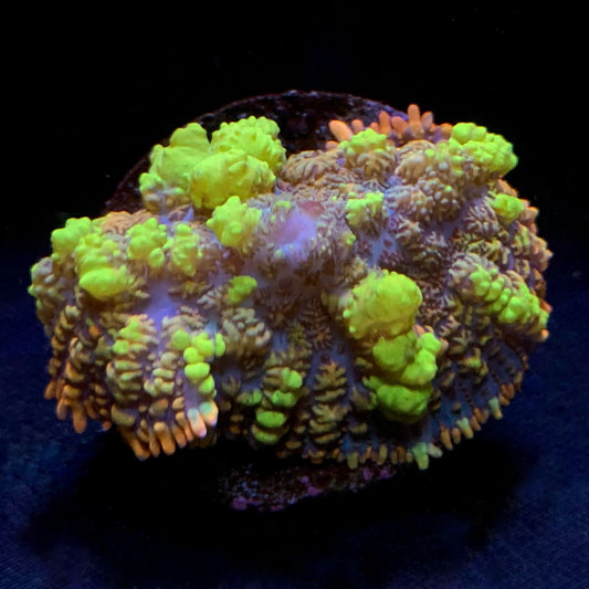 Crazy Bounce Scheibenanemone