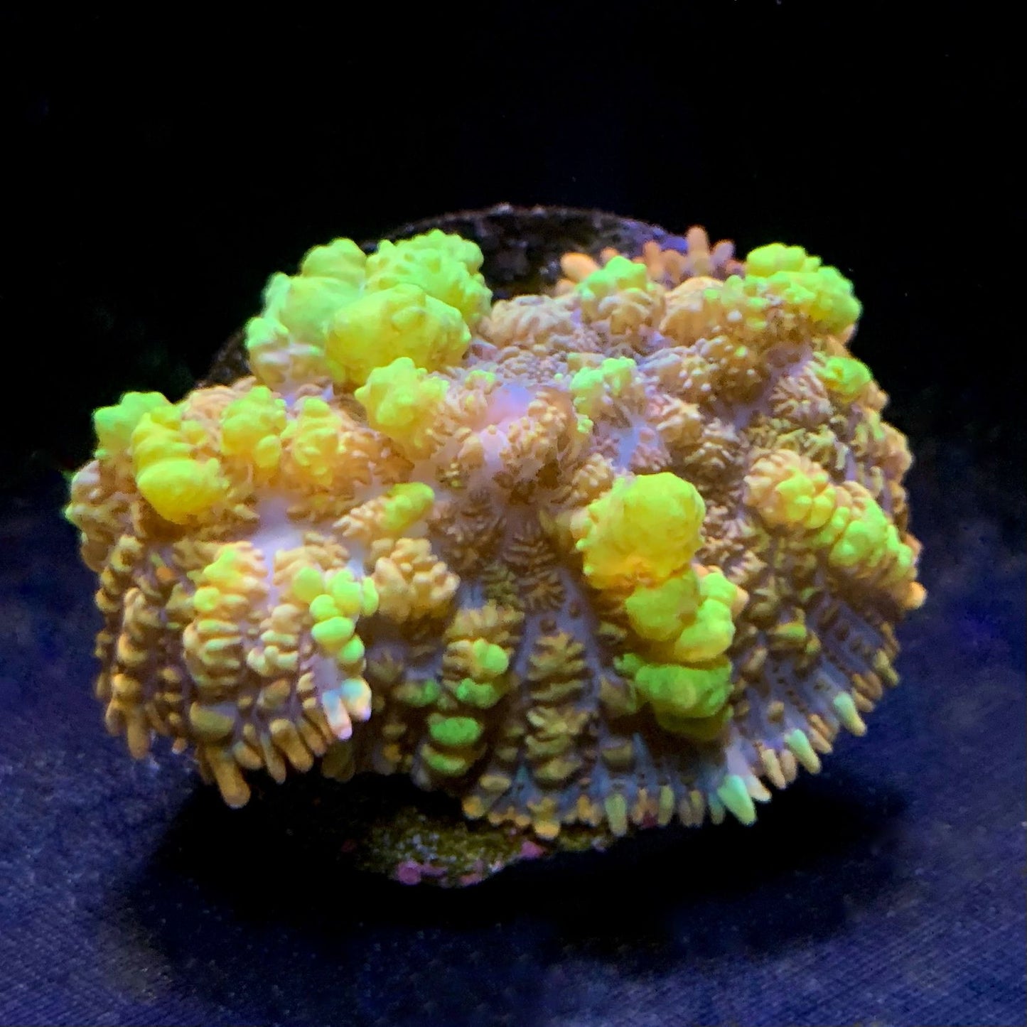 Crazy Bounce Scheibenanemone