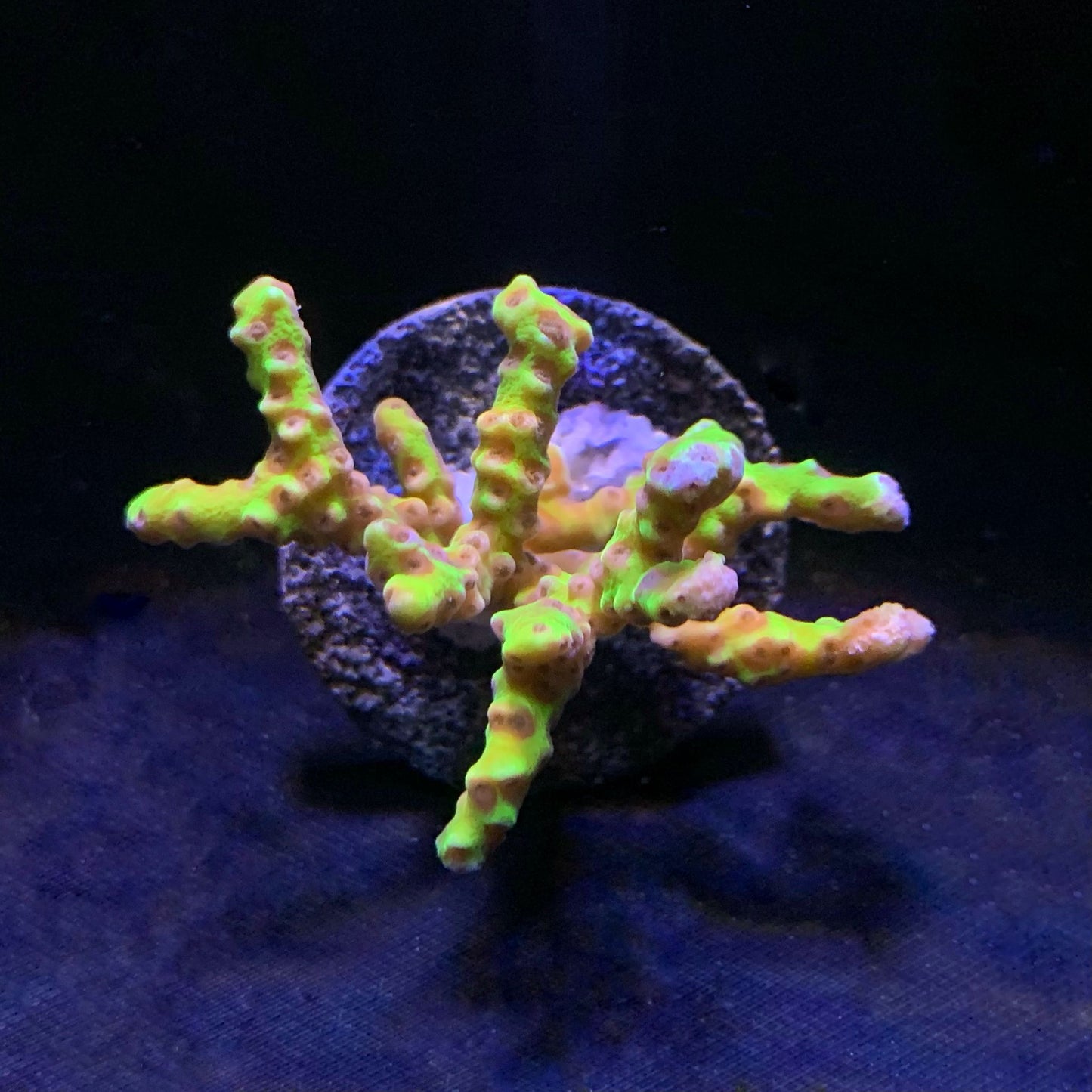 Anacropora Green Goblin