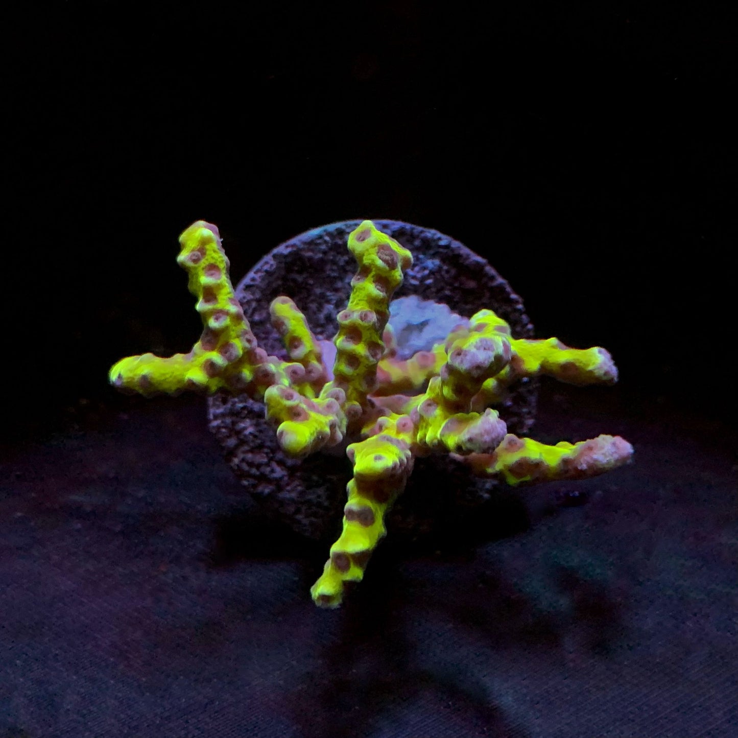 Anacropora Green Goblin