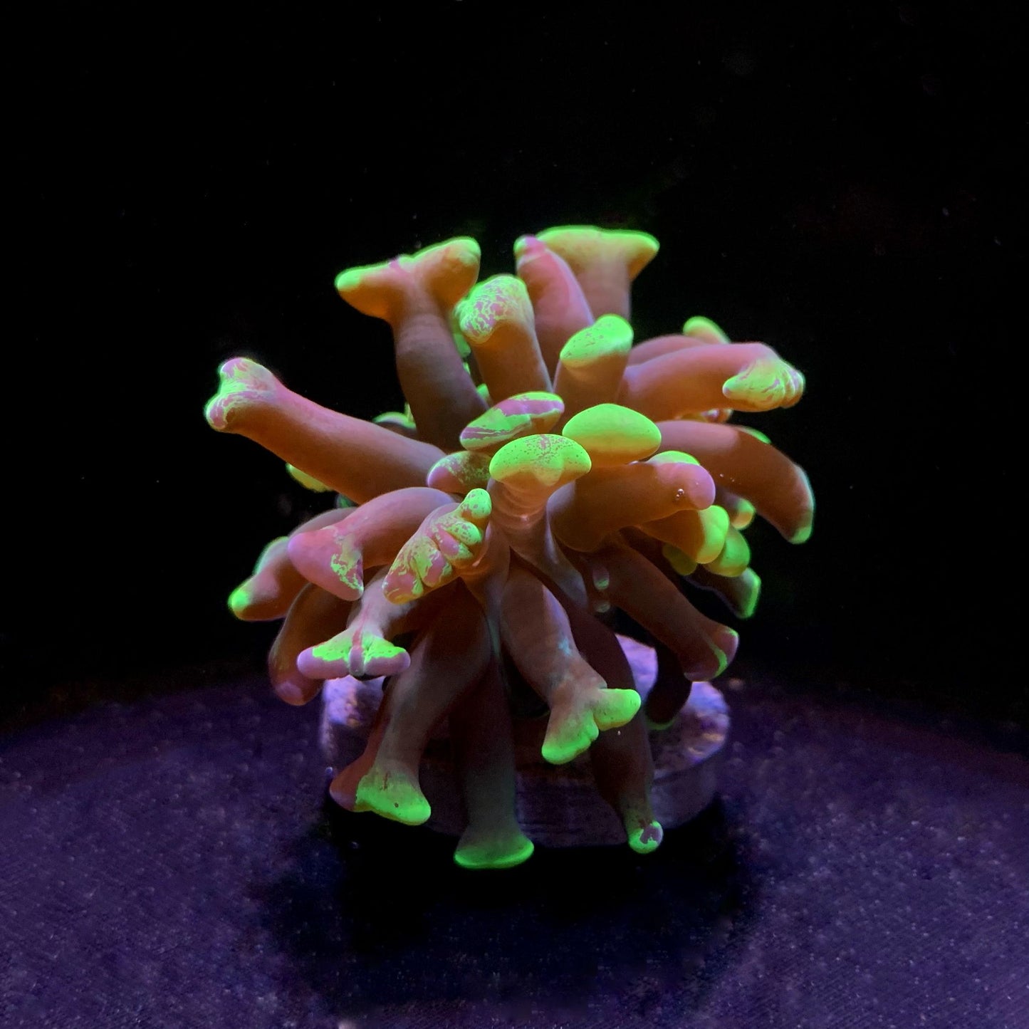 Euphyllia Paraancorra Toxic