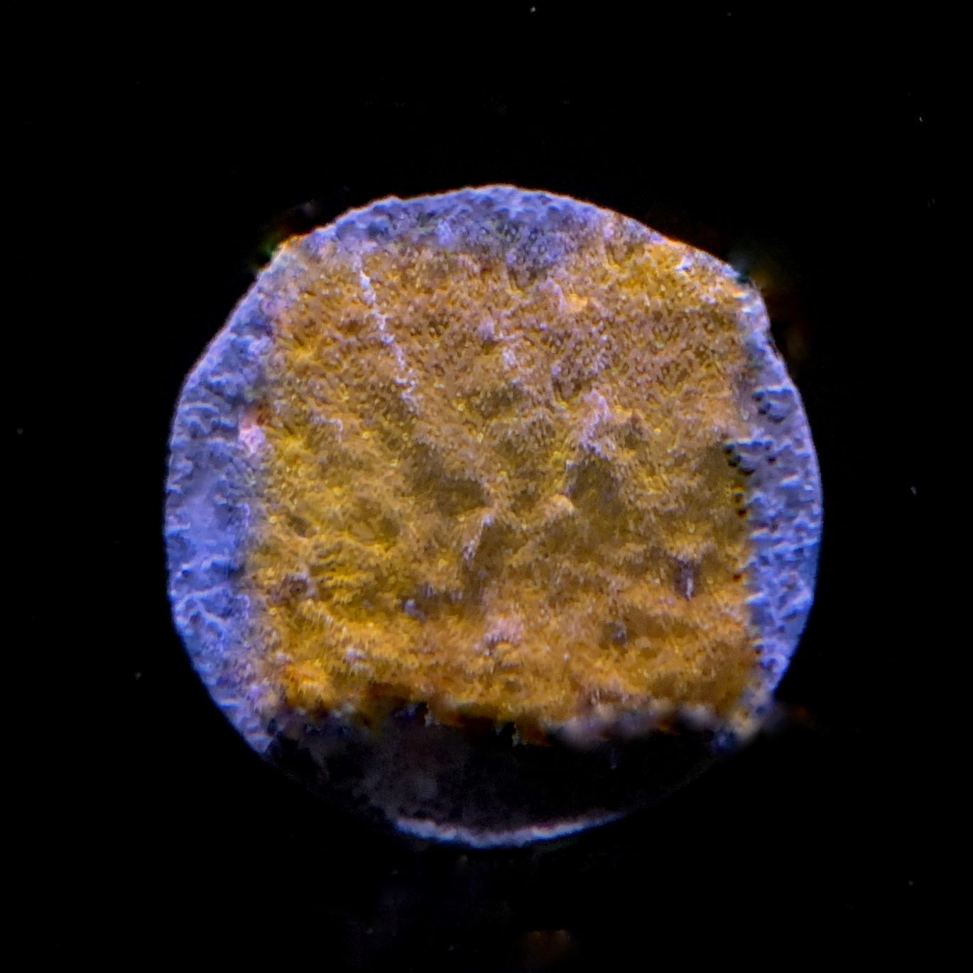 Orange Psamcorra