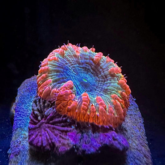 Rainbow Blastomussa