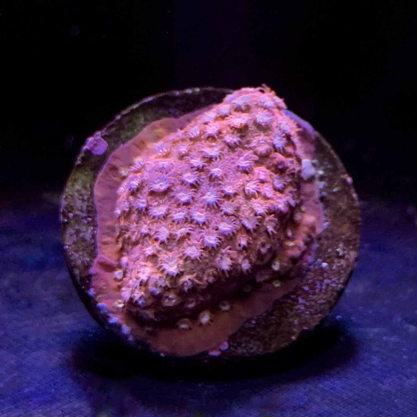 Bling Bling Cyphastrea