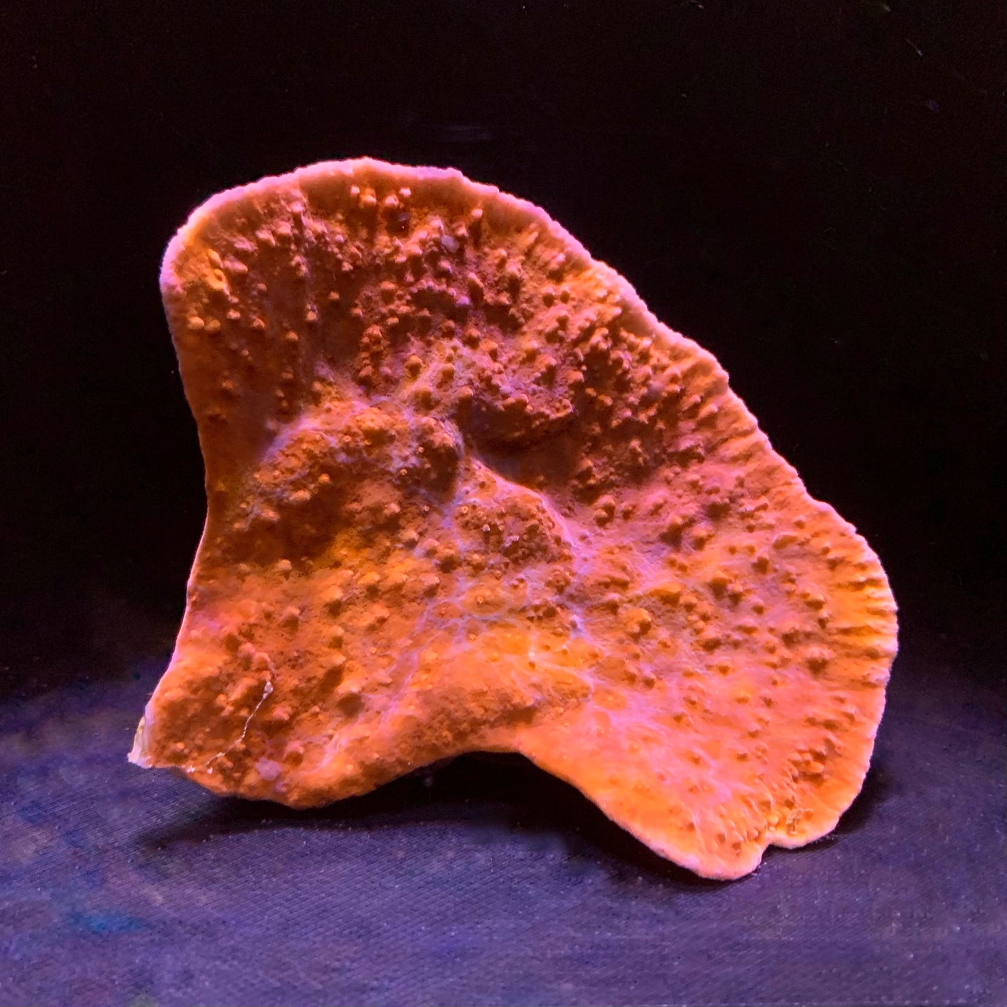 Red Cap Montipora